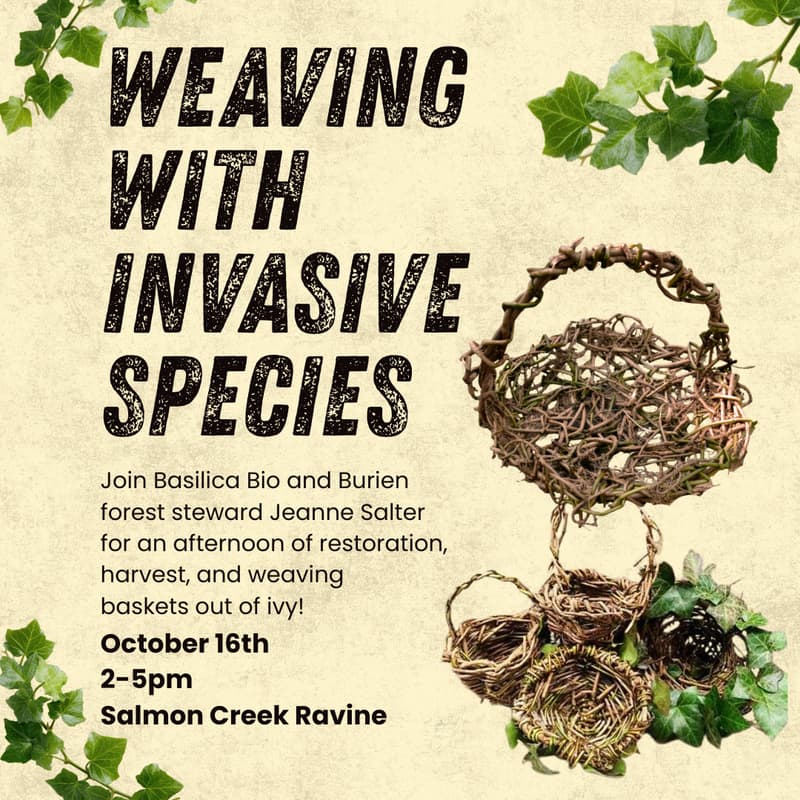 Cover Image for Ivy Weaving & Restoration