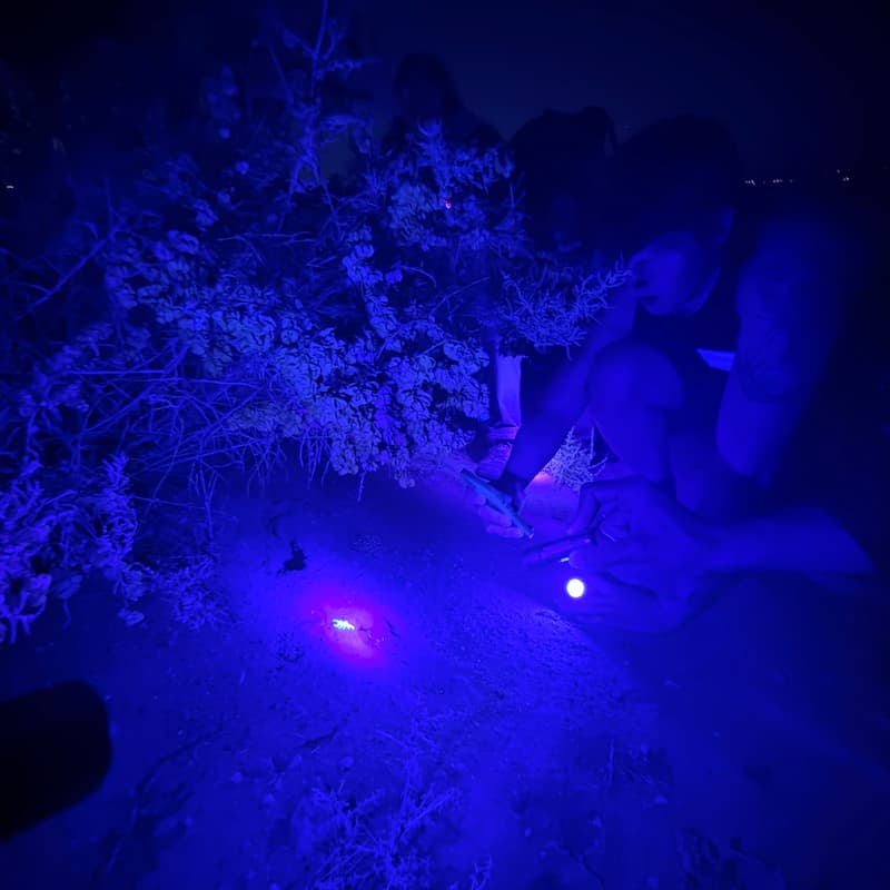 Cover Image for Sunset Scorpion Stroll - Latino Outdoors x TVOP - New Mexico