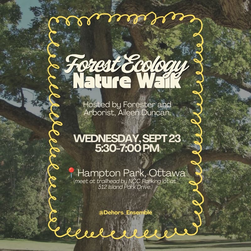 Cover Image for National Forest Week: Guided Forest Walk