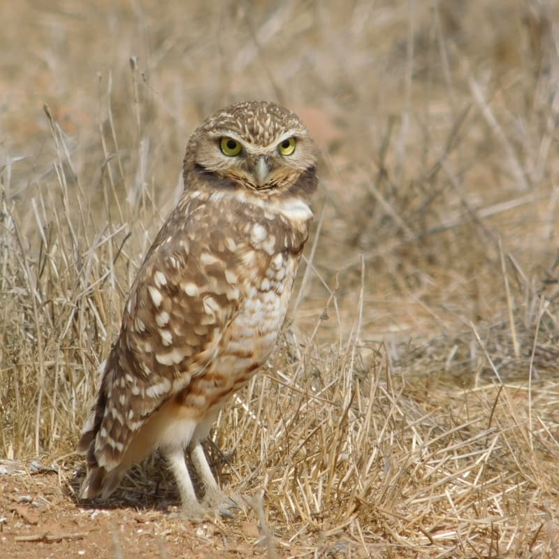 Cover Image for SDHC Burrowing Owl Viewing