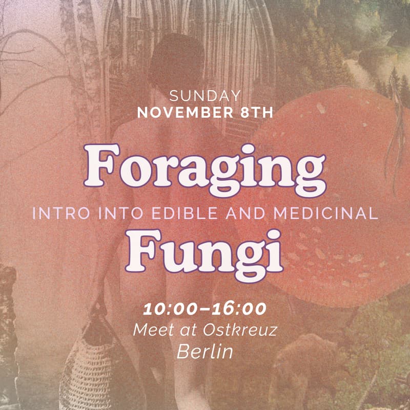 Cover Image for Foraging for Fungi – Meeting Mushrooms in Berlin and Brandenburg [in English]