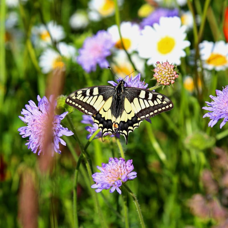 Cover Image for Biodiversität und Klimaresilienz in der landwirtschaftlichen Praxis: Besuch auf dem HiPP Musterhof