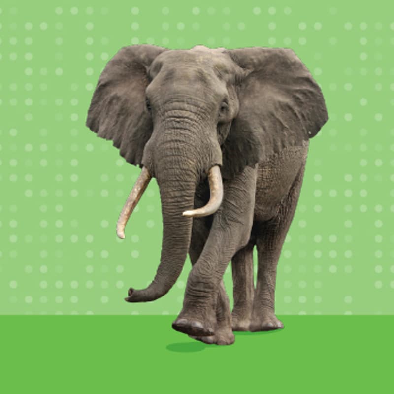 Cover Image for The Elephant in Your Utility Budget: How Leading Manufacturers are Taking Control of Higher Energy Costs
