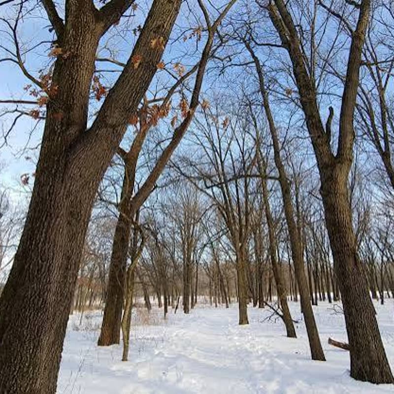 Cover Image for Winter Tree Identification Workshop