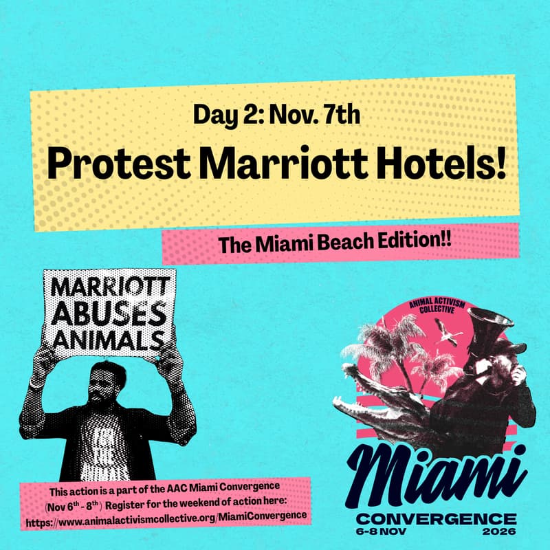 Cover Image for Protest Marriott Hotels: The Miami Beach Addition
