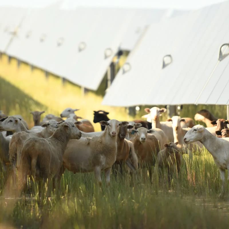 Cover Image for Farm Viability & Solar