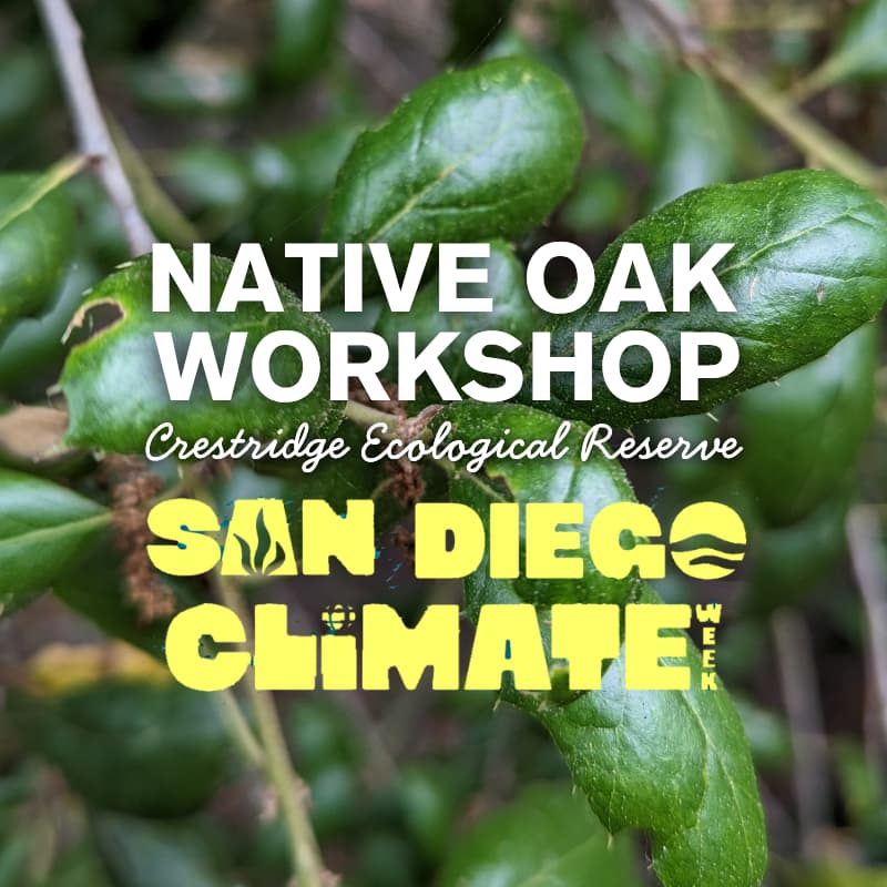 Cover Image for Native Oak Workshop with EDI