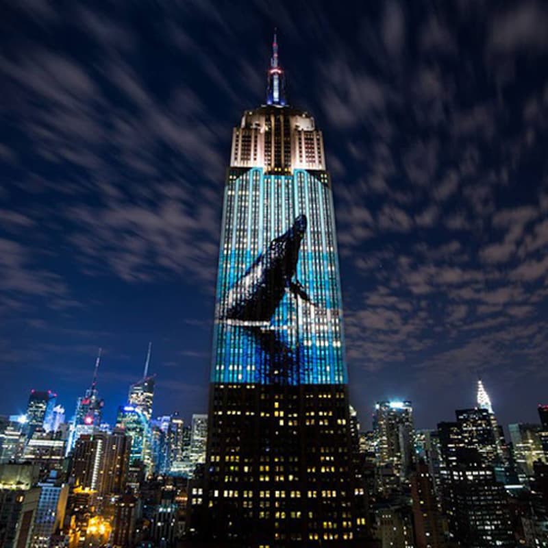 Cover Image for Endangered New York: Protecting Wild Animals in a Changing Climate