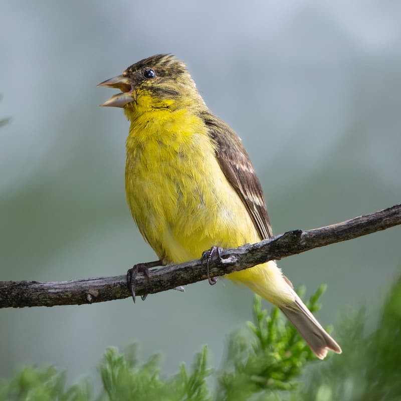 Cover Image for Birding 101 Walk (North Austin)