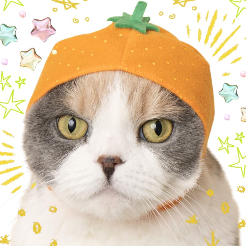 Cover Image for felt cat hats @ get a gato