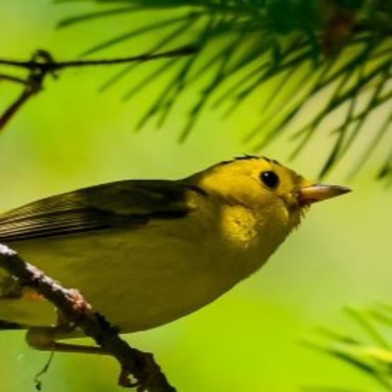 Cover Image for Birding at Mill Pond