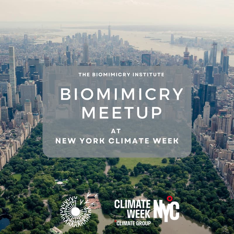 Cover Image for Biomimicry Meetup at New York Climate Week