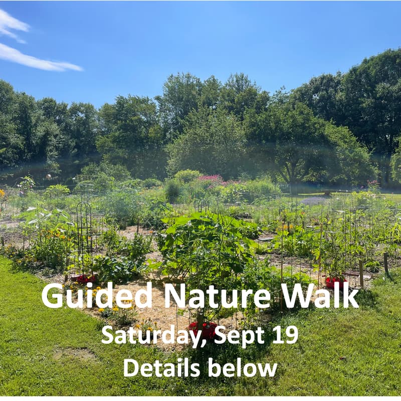 Cover Image for Guided Nature Walk in Hampstead Heath