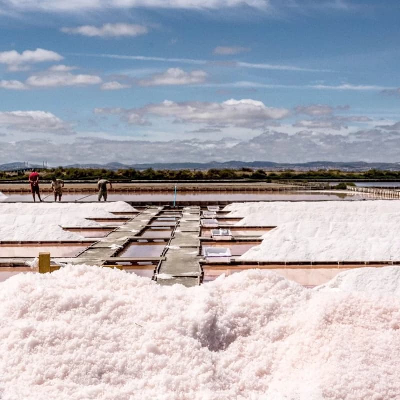 Cover Image for Visita Salinas do Samouco | Visit to Samouco Salterns