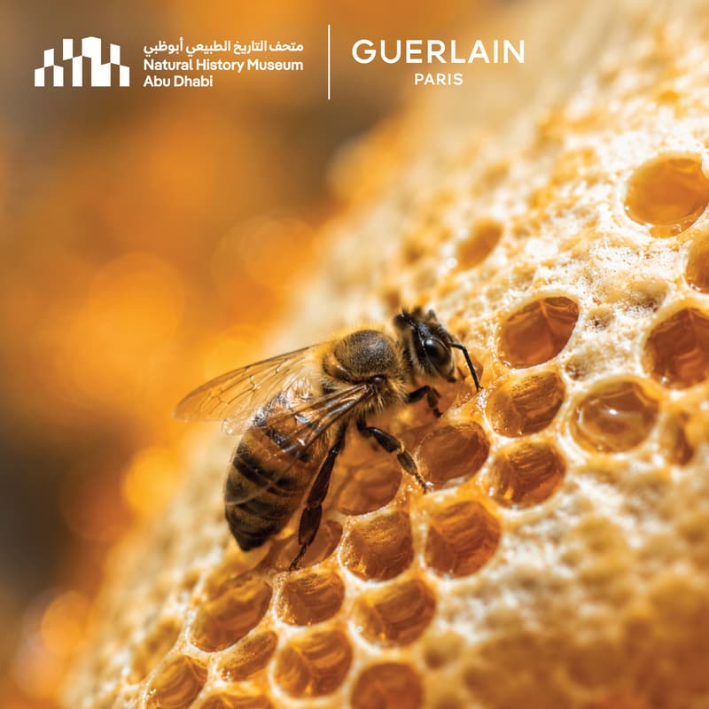 Cover Image for Guerlain Bee School Workshop at Natural History Museum Abu Dhabi