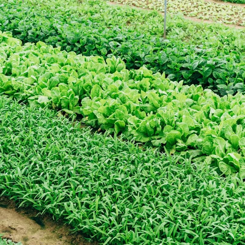 Cover Image for Kinship Urban Farm Opportunity