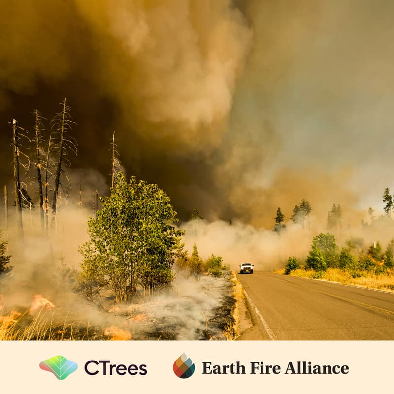 Cover Image for Managing Wildfire Risk for Investable Forests