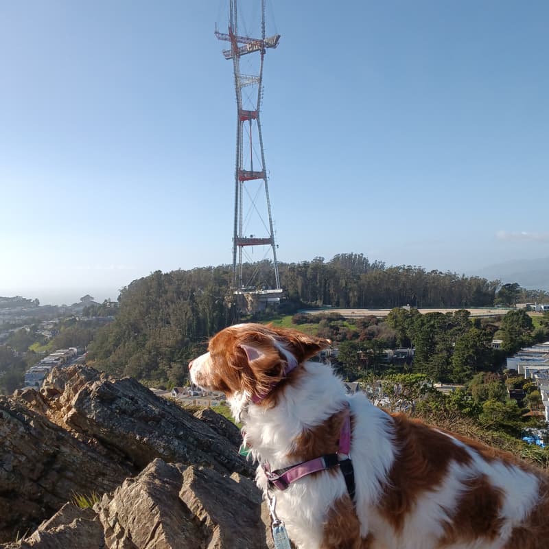 Cover Image for BioPharma Networking Hike: Twin Peaks + Mt Sutro