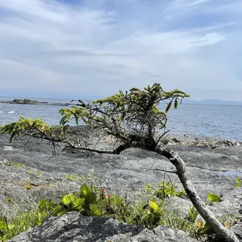 Cover Image for Juan de Fuca Marine Trail