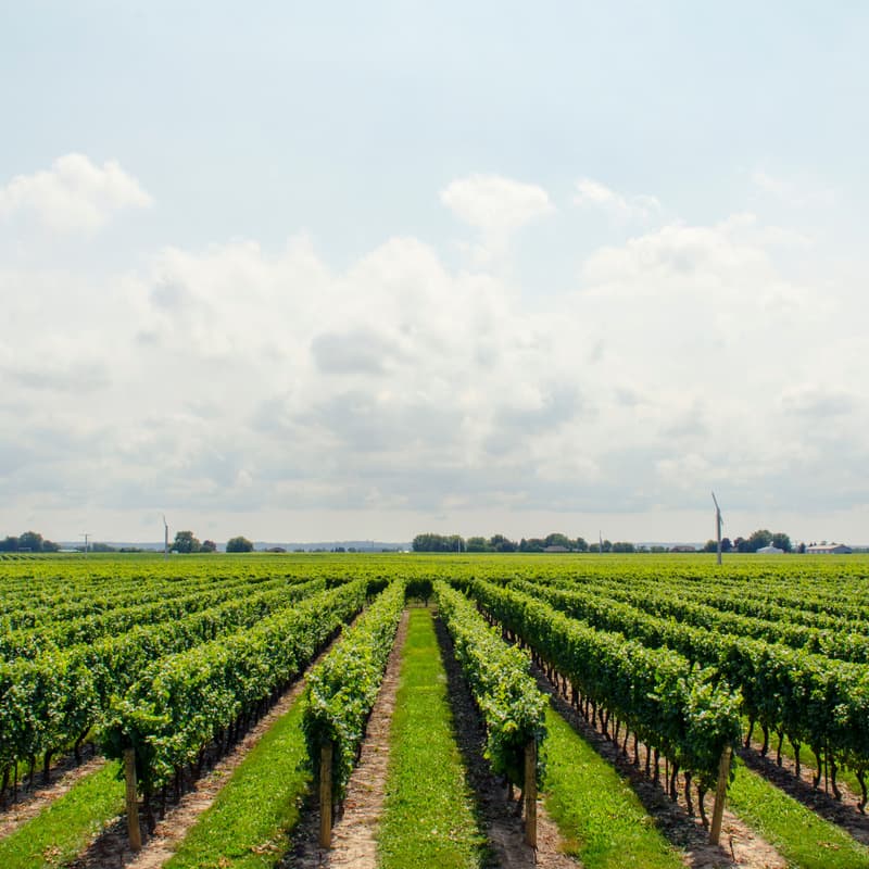 Cover Image for Workshop: Land Sector Investments that Drive Climate, Nature, and Business Value
