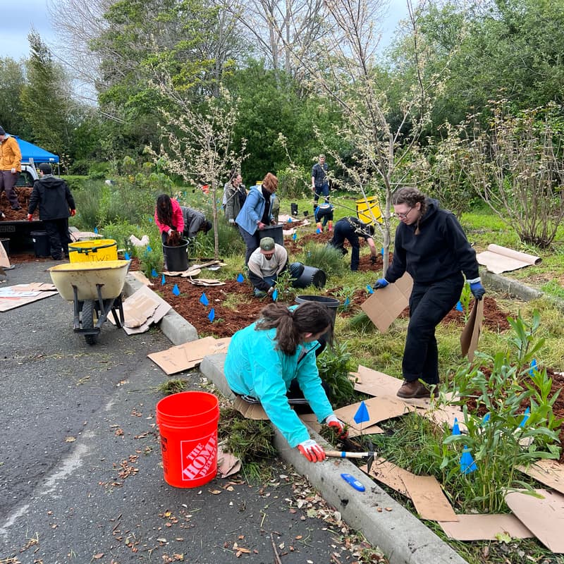 Cover Image for Rain Garden Planting Day