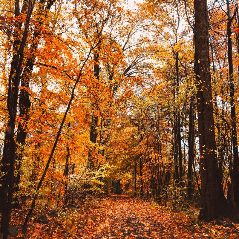 Cover Image for Networking in Nature Hike - Fall Edition