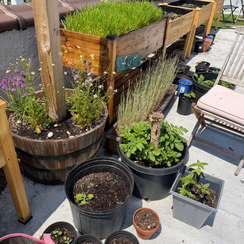 Cover Image for Gardening on the Roof - Spring '26 Season