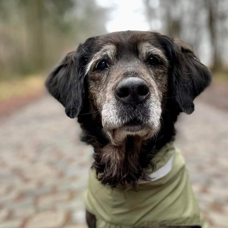 Cover Image for Balade chiens seniors