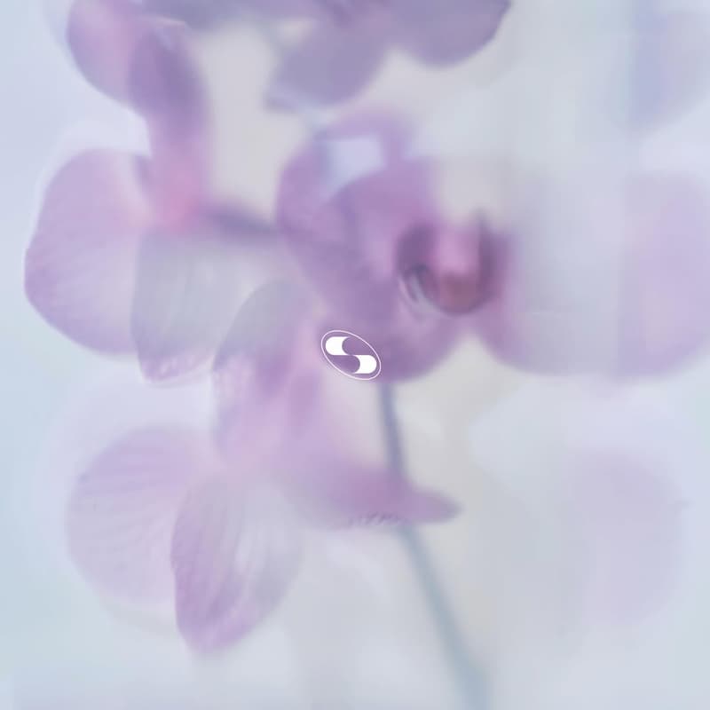 Cover Image for Cromo Tea Ceremony at 10 Corso Como