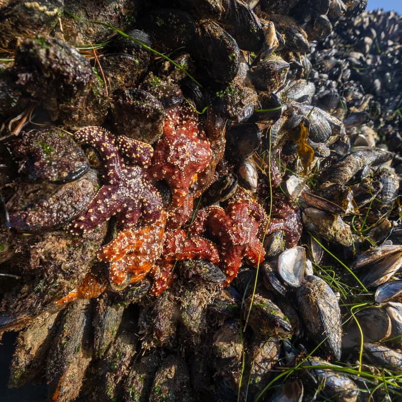 Cover Image for Tidepool Exploration with WILDCOAST