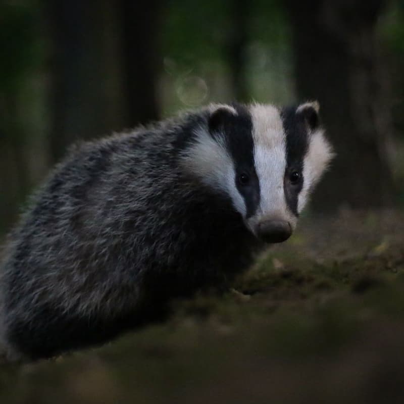 Cover Image for Newbattle Abbey Mammal Trail