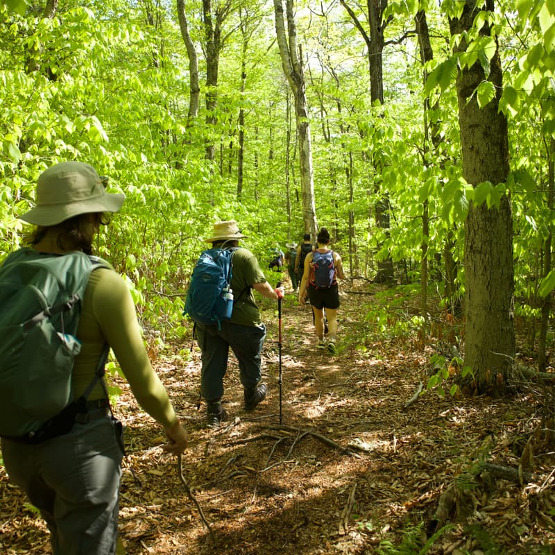 Cover Image for Pollinator Promenade - Western Massachusetts
