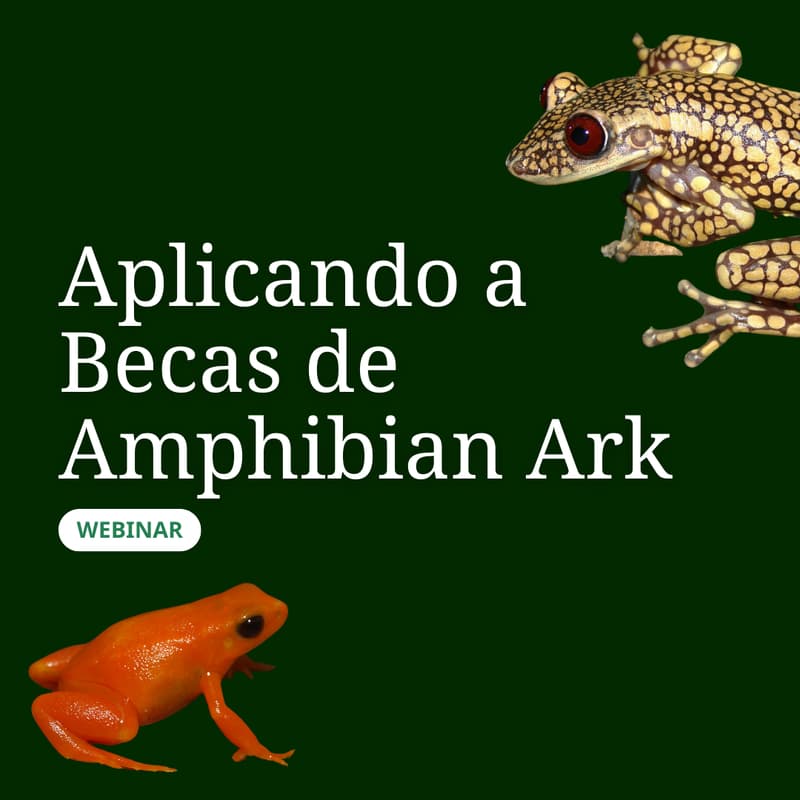 Cover Image for Aplicando a Becas de Amphibian Ark