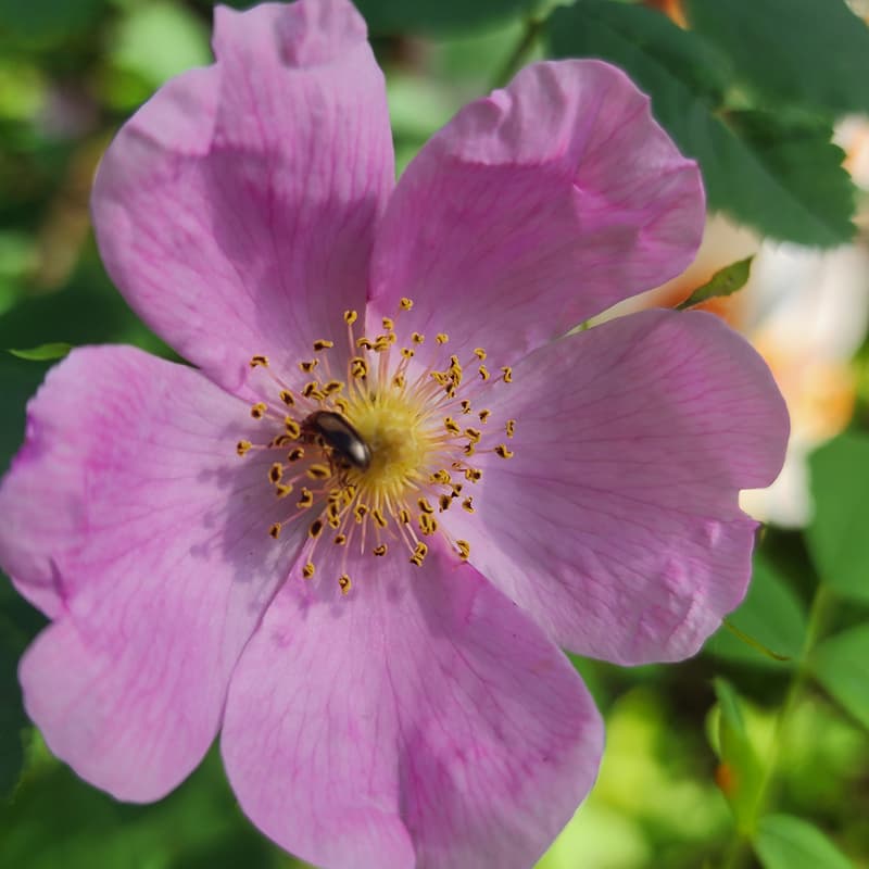 Cover Image for Native Plant Corps Incubator Event