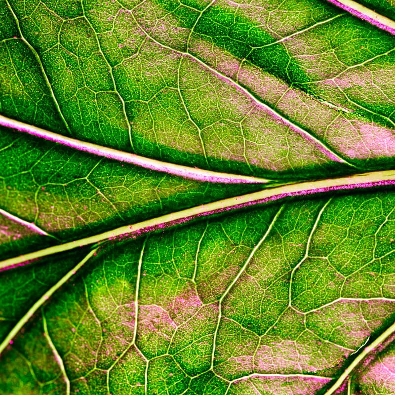 Cover Image for Engineering Bacteria for Next-Gen Therapeutics