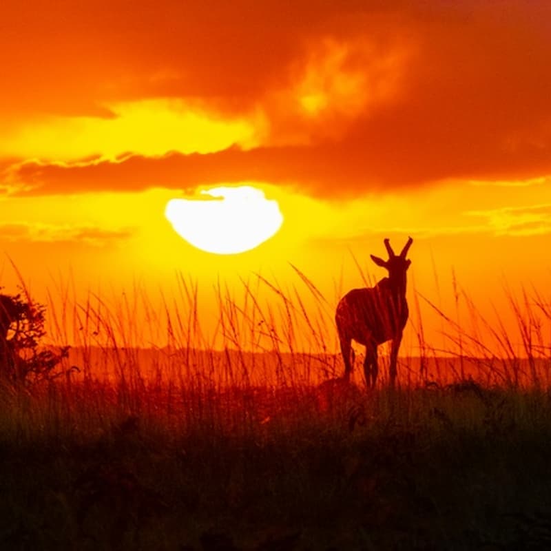 Cover Image for The Most Neglected Problem? Wild Animal Welfare π¦π