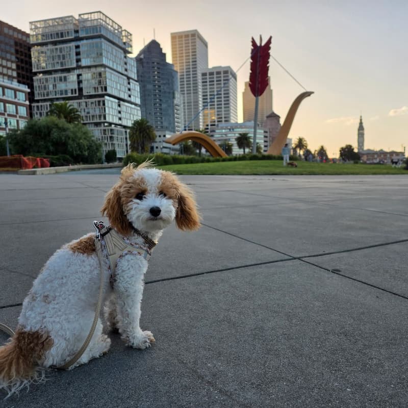 Cover Image for Founders and Startups Dog Walk
