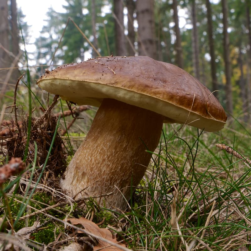 Cover Image for Grünewald Hike
