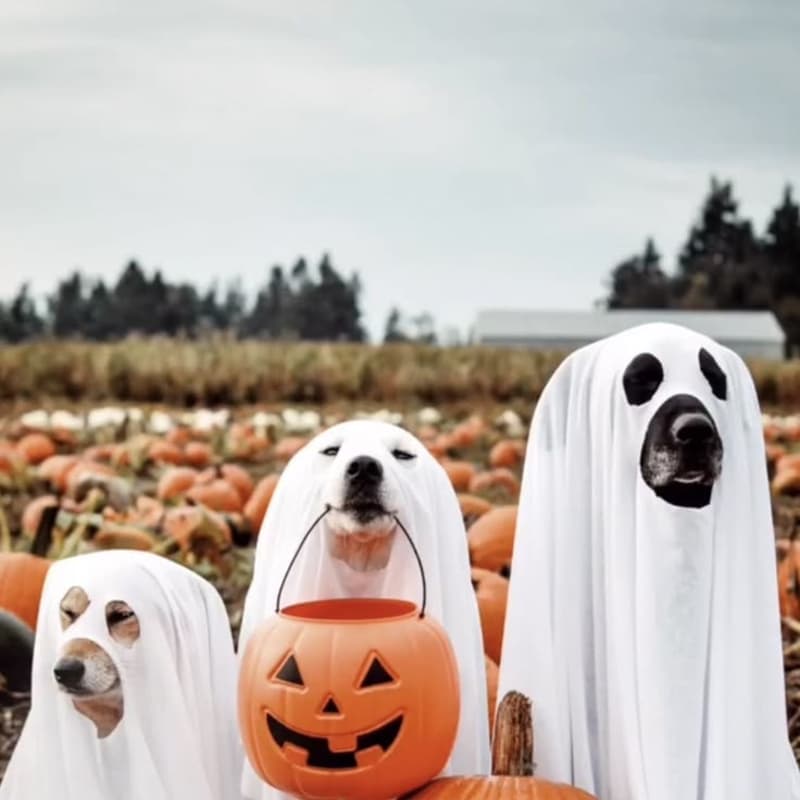 Cover Image for Chasse aux friandises Halloween pour toutous 🎃