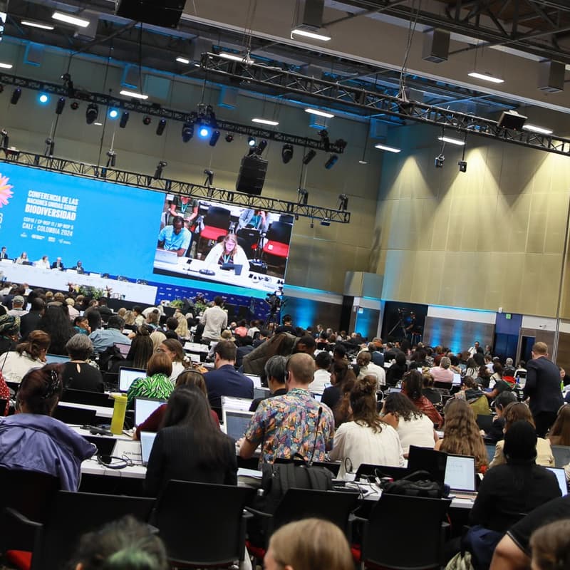 Cover Image for CCI In Conversation: What to Expect at CBD COP17 in Yerevan