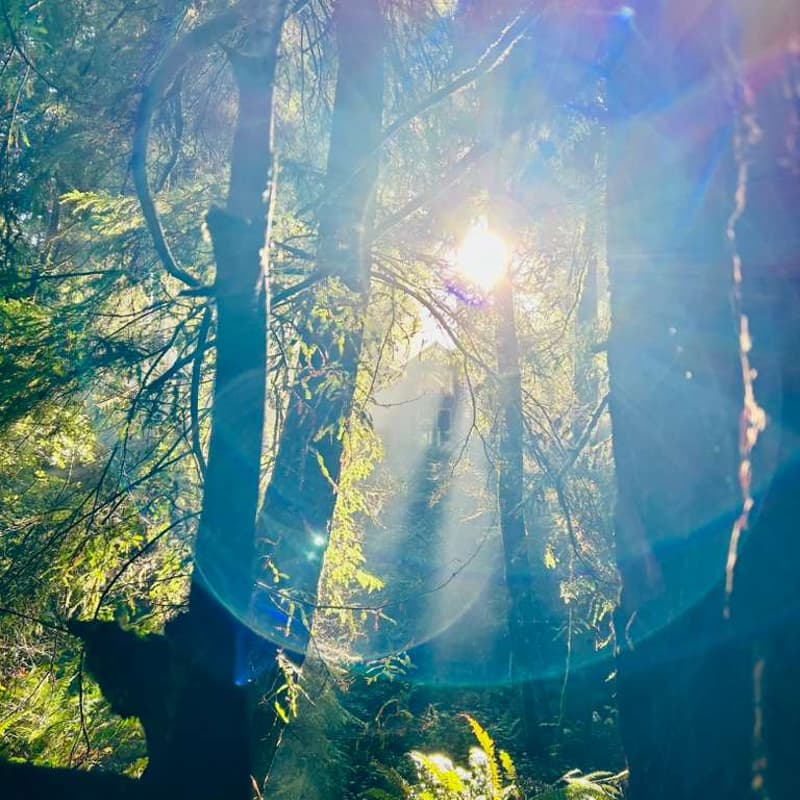 Cover Image for Forest Tuning on the Mendocino Coast