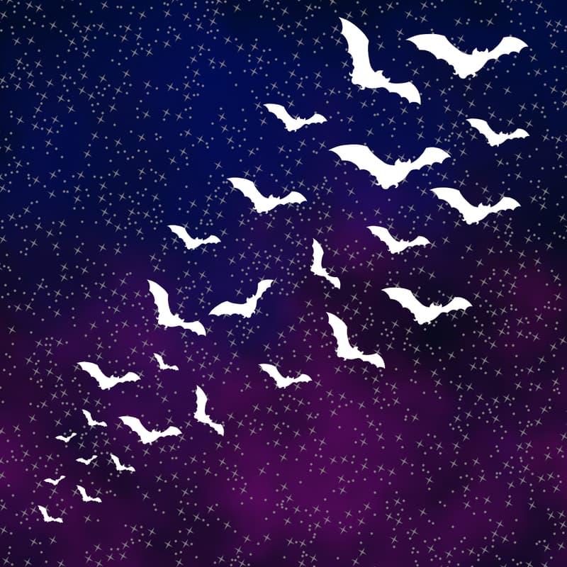 Cover Image for Walk + Talk with BATS!