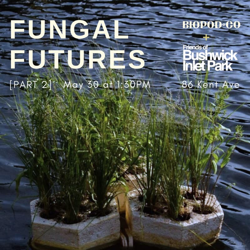 Cover Image for [Fungal Futures] Wetland Restoration Workshop Part 2