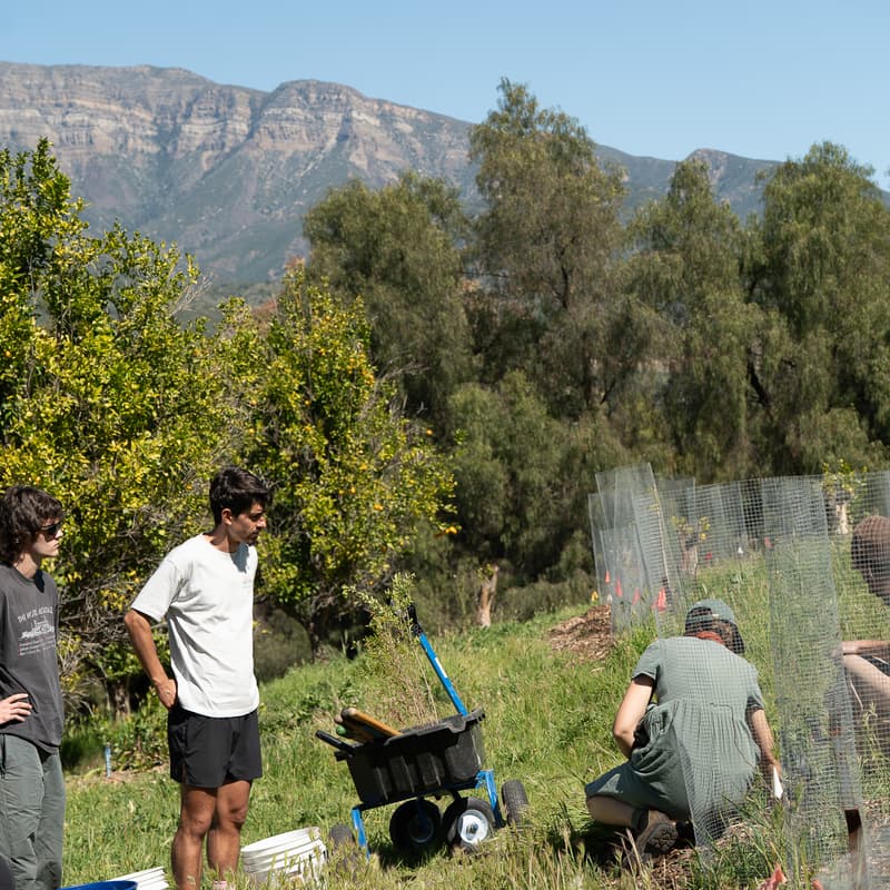 Cover Image for Agroforestry Day 3: Established Strip Tending (10/25)