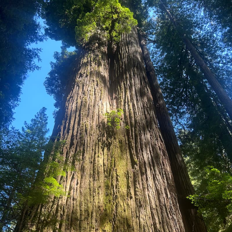 Cover Image for Bossy Massage: Queer Sensual Touch Workshop in the Redwoods
