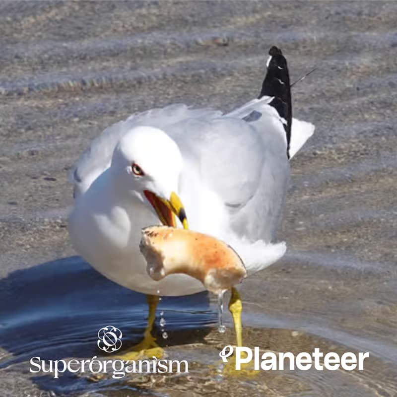 Cover Image for Birding & Bagels Bonanza @ NYCW'26 !!! 🦜🦆🐦‍⬛