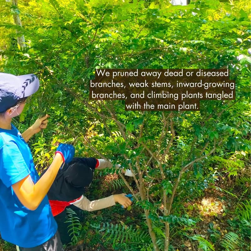 Cover Image for Urban Nature Stewardship: Celebrate Bukit Gombak Park's 5th birthday with us