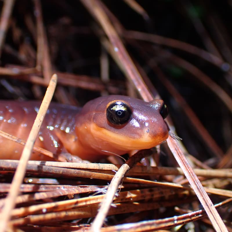 Cover Image for Pogonip BioBlitz - Nov 1st 2026