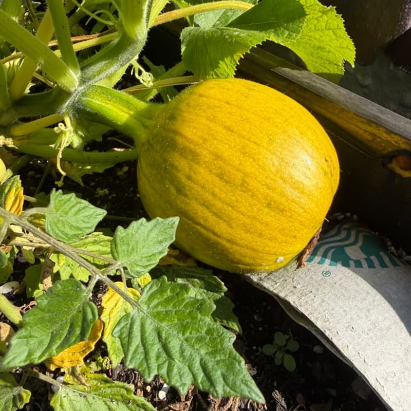 Cover Image for Gardening on the Roof - Fall '26 Season
