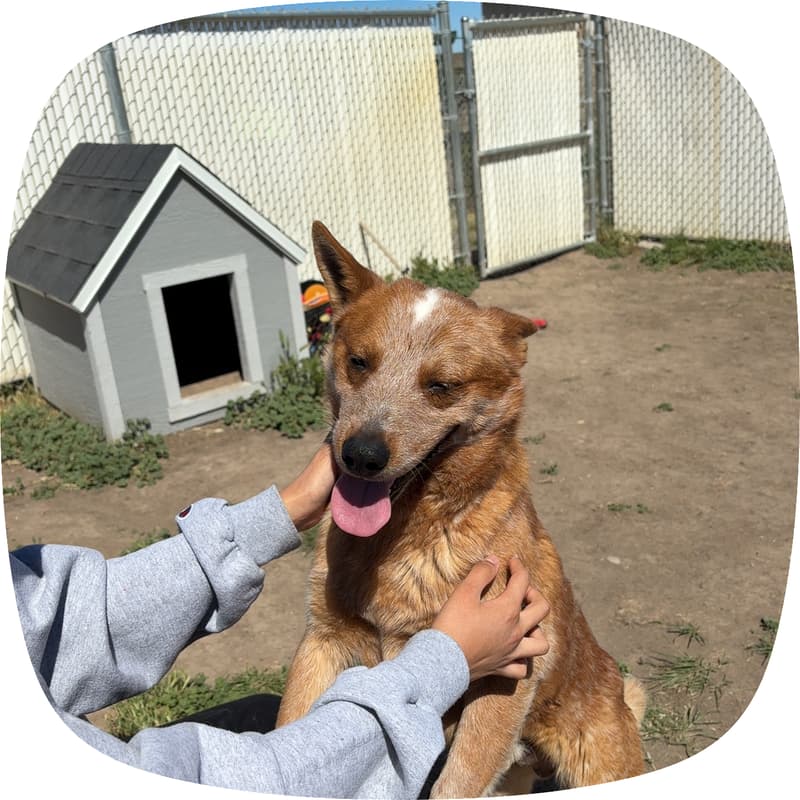 Cover Image for Shelter Dog Walk
